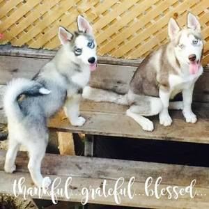 Meet your Posher, Annie